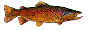 salmon swiming right